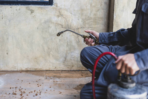 Best Flea Control Services  in Duluth, GA